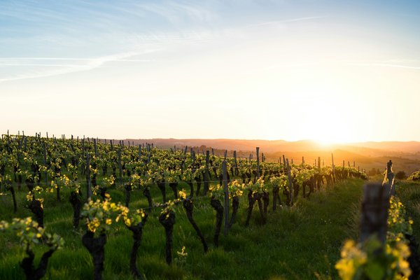Comment planifier un week-end de découverte des vignobles en Bordeaux sans se ruiner?